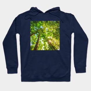 Sun Shining Through A Vibrant Leafy Forest Hoodie